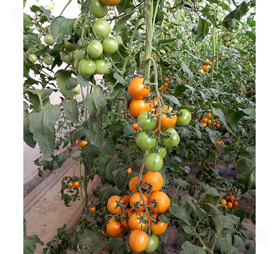 莎甜1號-番茄種子-依農(nóng)農(nóng)業(yè)