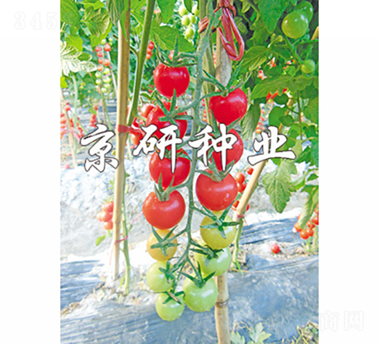 京番粉星1號-番茄種子-京研種業(yè)