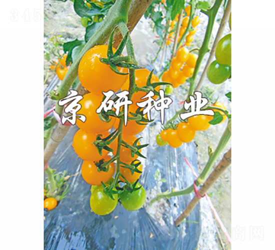 京番黃星2號-番茄種子-京研種業(yè)