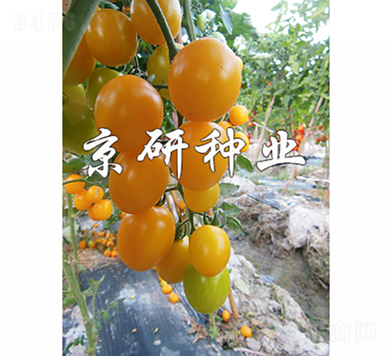 京番黃星3號(hào)-番茄種子-京研種業(yè)
