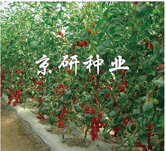 粉玉1號-番茄種子-京研種業(yè)
