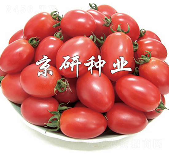 粉玉2號(hào)-番茄種子-京研種業(yè)