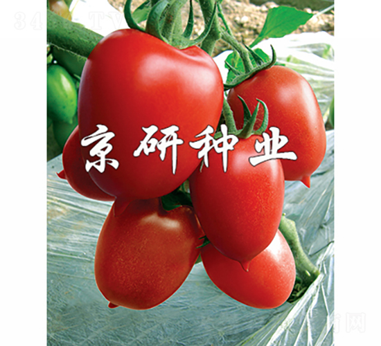 紅曼1號(hào)-番茄種子-京研種業(yè)