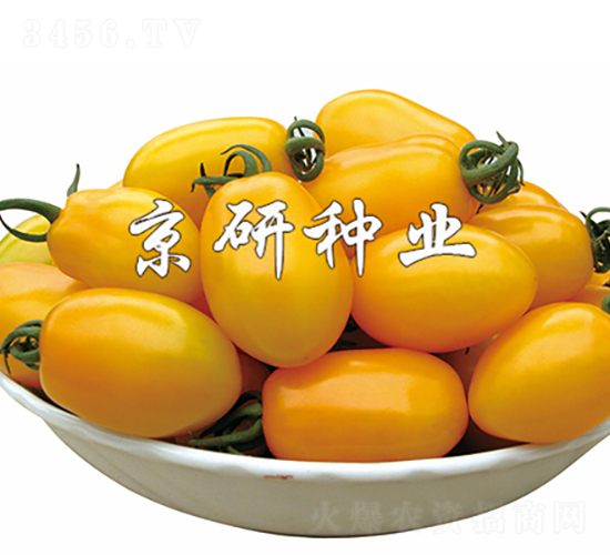 黃鶯1號(hào)-番茄種子-京研種業(yè)