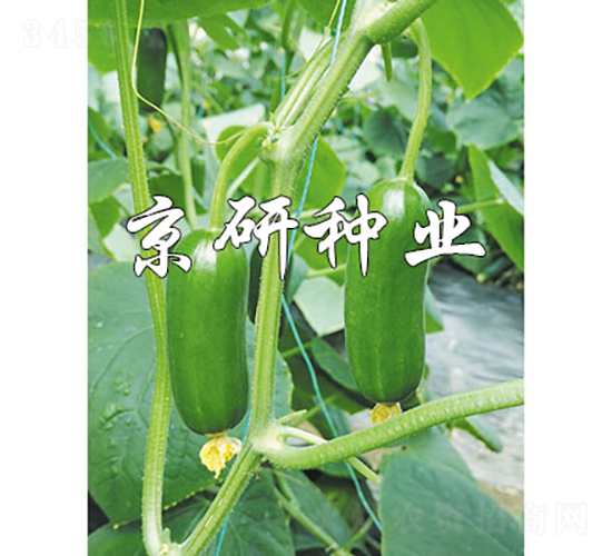 綠精靈12號-黃瓜種子-京研種業(yè)