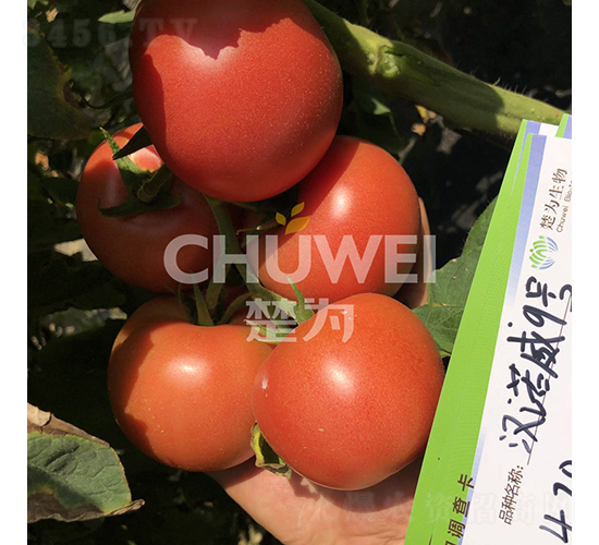 漢諾威9號-番茄種子-楚為生物