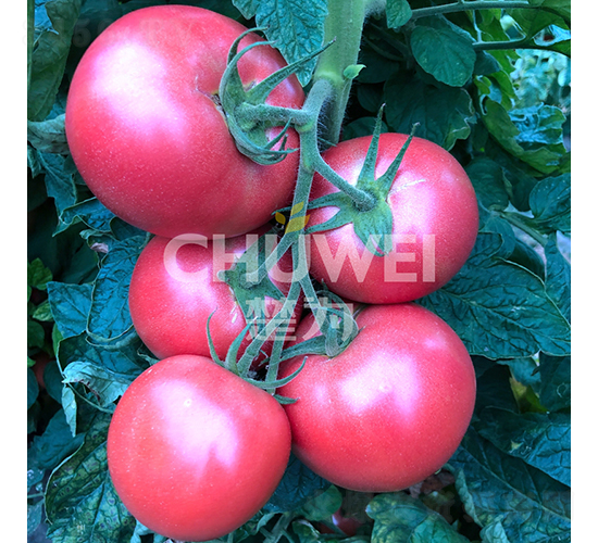 花好月圓-番茄種子-楚為生物
