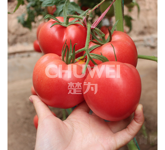 楚粉8A05-番茄種子-楚為生物