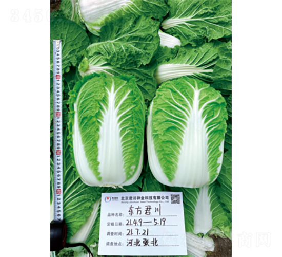 東方君川-白菜種子-君川種業(yè)