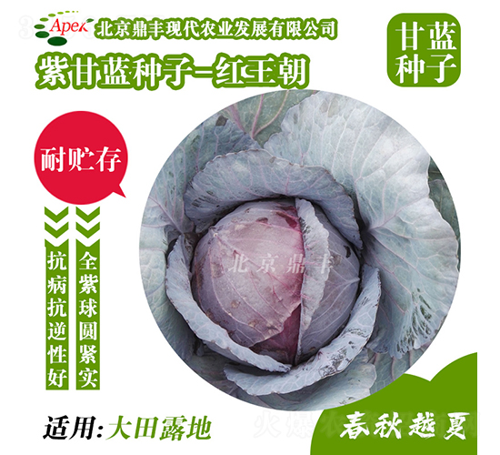 紅王朝-甘藍種子-鼎豐農(nóng)業(yè)