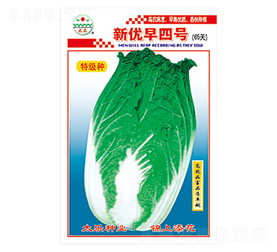 白菜種子-新優(yōu)早四號(hào)-太樂種業(yè)