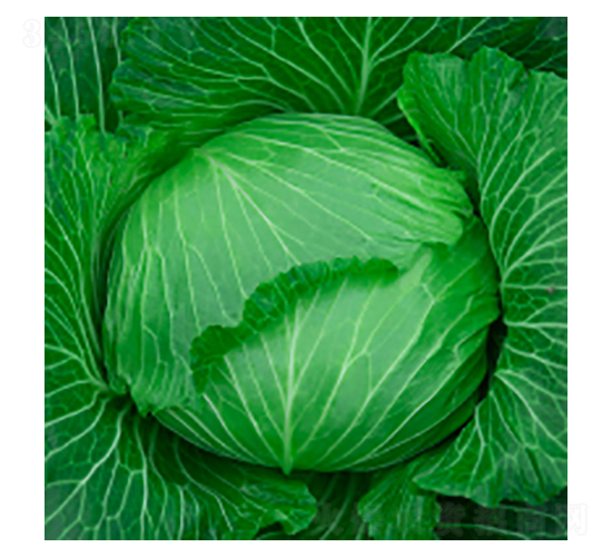 甘藍種子-瀛甘316-華瀛種業(yè)