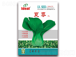 夏尊-青梗菜種子-理想農(nóng)業(yè)