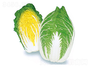 櫻錦-大白菜種子-農播王