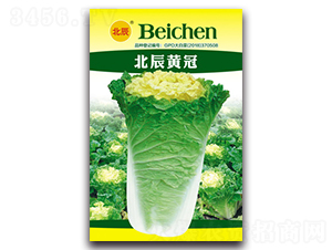 北辰黃冠-大白菜種子-北方種業(yè)