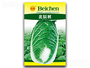 北辰秋-大白菜種子-北方種業(yè)