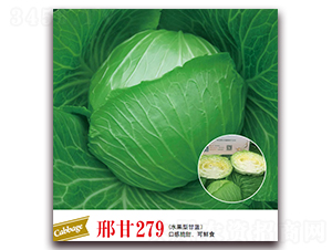 邢甘279-甘藍種子-邢申