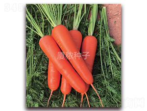 愛麗卡909-胡蘿卜種子-廈秾農(nóng)業(yè)