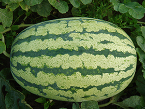 特選西農(nóng)八號-西瓜種子-荃銀瓜菜