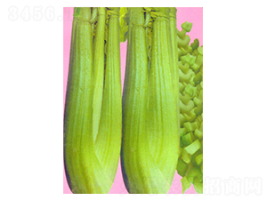 華盛頓1號-芹菜種子-科立昌