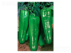 天王201-辣椒種子-蕭新種業(yè)