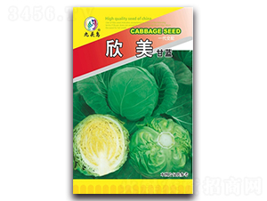 欣美甘藍(lán)-甘藍(lán)種子-九頭鳥(niǎo)