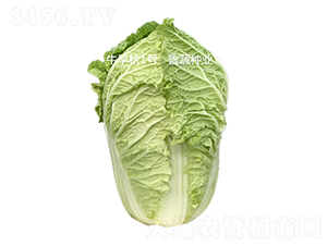 牛早秋1號-白菜種子-魯蔬種業(yè)