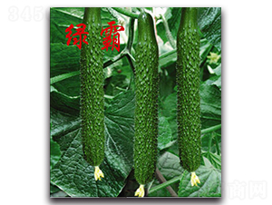 綠霸-黃瓜種子-農(nóng)人農(nóng)業(yè)
