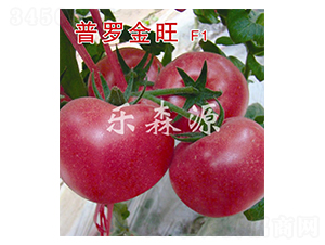 普羅金旺-番茄種子-樂(lè)森源