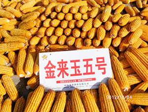 金來玉5號-玉米種子-金來種業(yè)