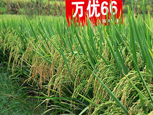 萬優(yōu)66-水稻種子-西科農業(yè)