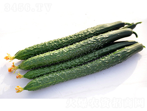 DY101-黃瓜種子-福宸農(nóng)業(yè)