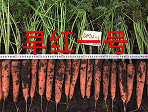 早紅一號-蘿卜種子-多美農(nóng)