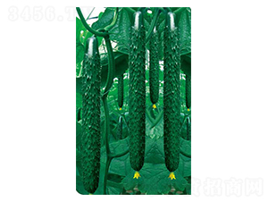 抗病高產(chǎn)王-黃瓜種子-高端種業(yè)