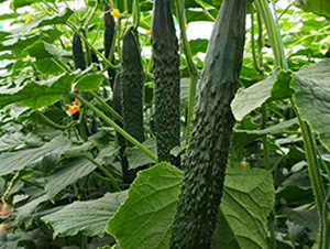 綠冠A6黃瓜-黃瓜種子-華邁種業(yè)