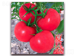 夏冠-粉果番茄種子-萬(wàn)宇農(nóng)業(yè)