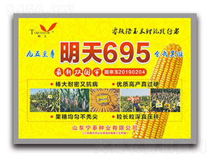 明天695-小麥種子-農(nóng)信種業(yè)