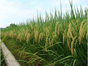 綠海優(yōu)5號(hào)-綠海種業(yè)