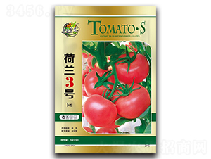 荷蘭3號-番茄種子-華豐種業(yè)