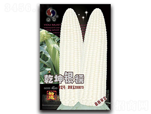 乾坤銀糯-玉米種子-乾坤種業(yè)