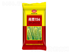 15kg商麥156-小麥種子-豫神農(nóng)業(yè)