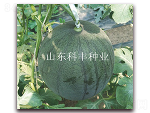 蜜寶160-西瓜種子-科豐種業(yè)