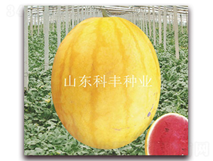 金紅-西瓜種子-科豐種業(yè)
