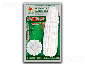 萬(wàn)農(nóng)白糯8號(hào)-糯玉米種子-萬(wàn)農(nóng)高科