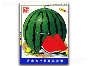 冠欣七號-西瓜種子-乾坤種業(yè)