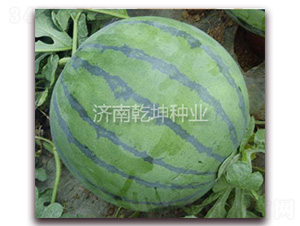 精選863-西瓜種子-乾坤種業(yè)