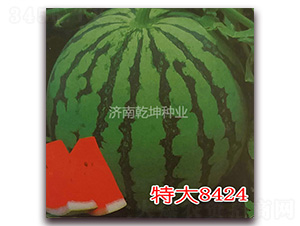 特大8424-西瓜種子-乾坤種業(yè)