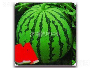 金獎(jiǎng)麒麟瓜-西瓜種子-乾坤種業(yè)