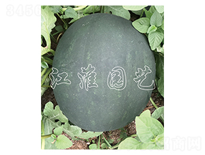 糖王13號-西瓜種子-江淮園藝