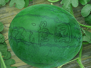 無(wú)籽4號(hào)-西瓜種子-江淮園藝